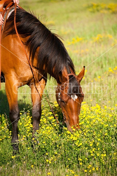 American Quarter horse grabbing a bite to eat on the trail