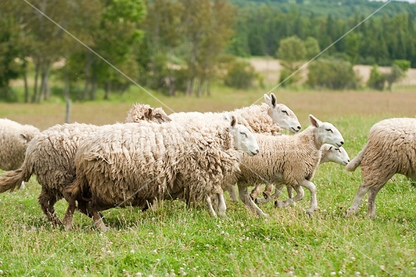 Sheep on summer pasture.