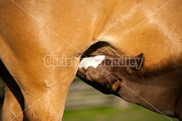 Young Rocky Mountain Horse foal suckling from its mom