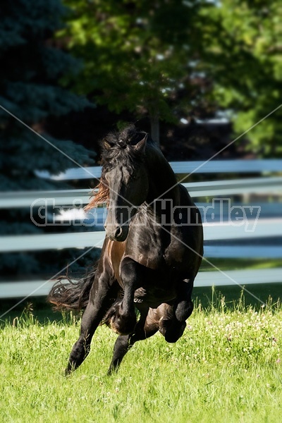 Friesian stallion