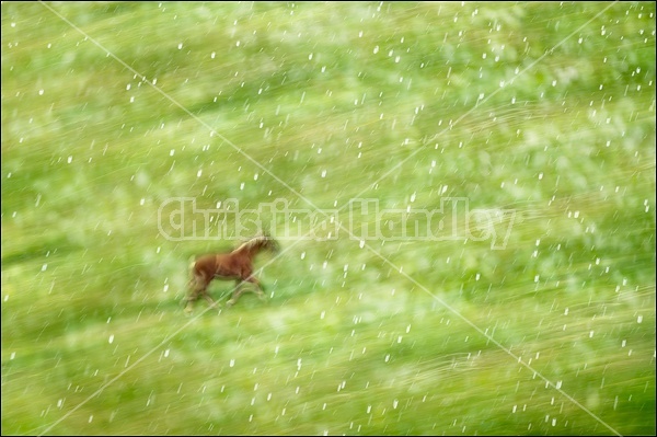 Belgian Horse Multiple Exposure