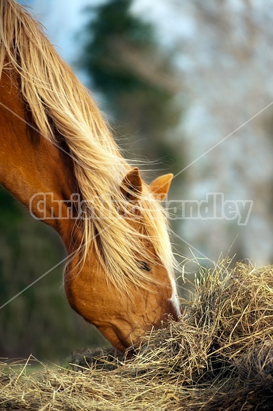 Chestnut horse eating hay