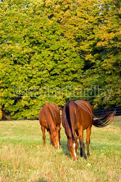 Two horses grazing on autumn pasture