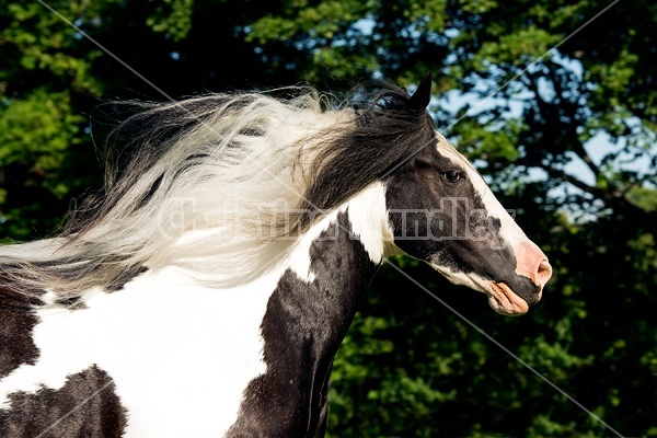 Gypsy horses