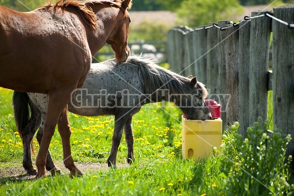 horses drinking from automatic water bowl