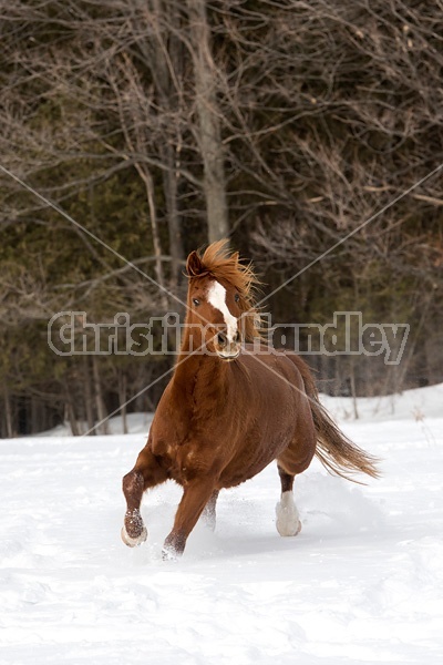 Single horse galloping through deep snow