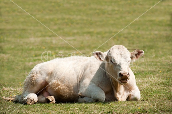 Charolais Bull