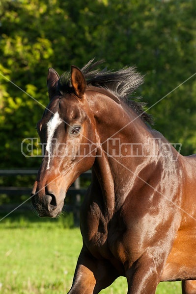 Thoruoghbred gelding