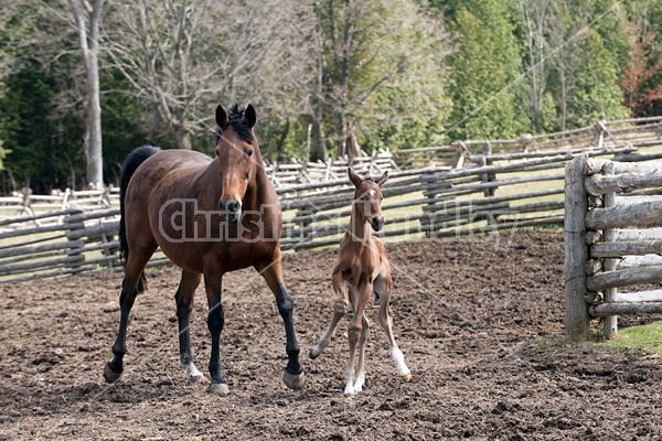 Mare and foal 