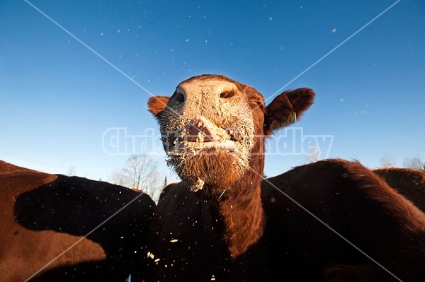 Beef Cow Eating oats