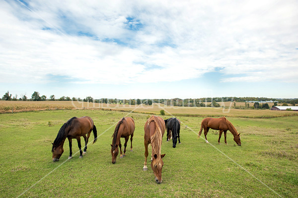 Herd of horses grazing in field