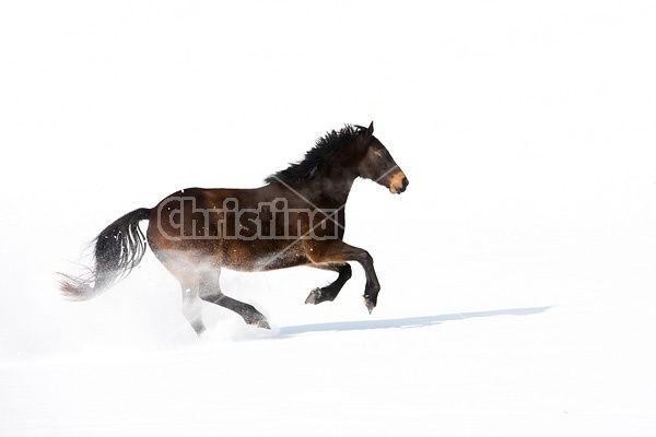 Dark bay horse galloping through deep snow