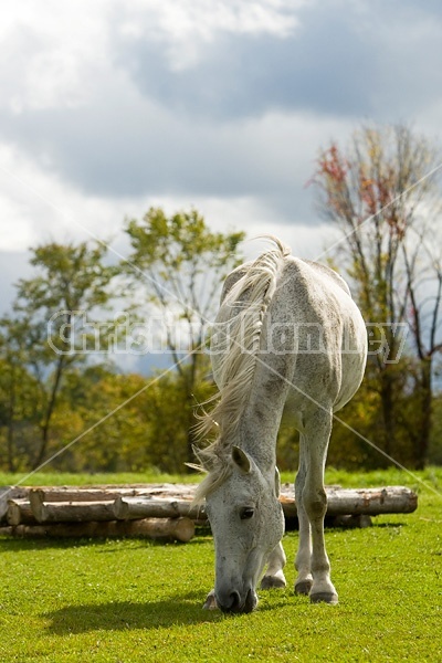 Gray horse grazing on late summer, early autumn pasture