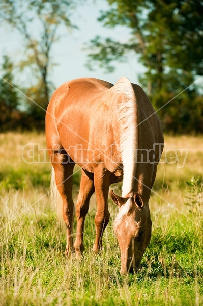 Palomino Quarter Horse