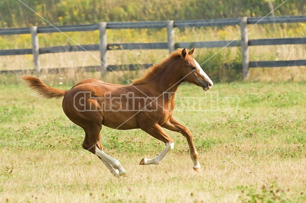 Quarter horse foal