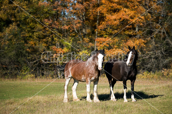 Two horses in the autumn colors