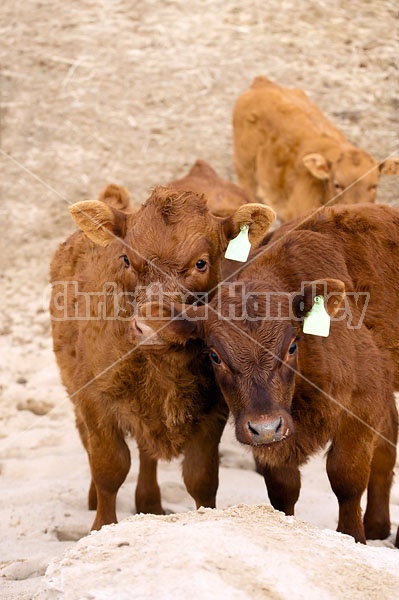 Beef Calves