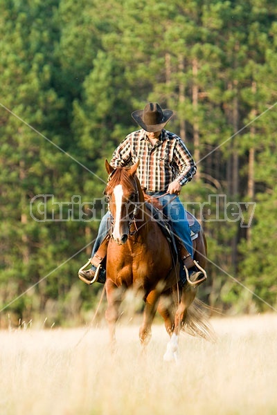 Cowboy Riding Quarter Horse Western Style