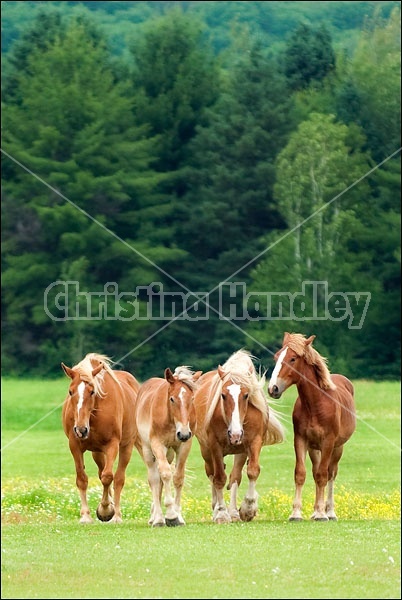 Four Belgian Draft Horses In Field