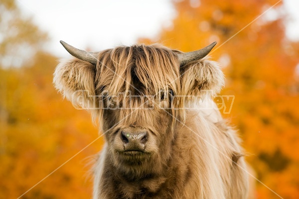 Yearling Highland Cattle on autumn pasture