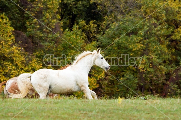 Horse on autumn pasture