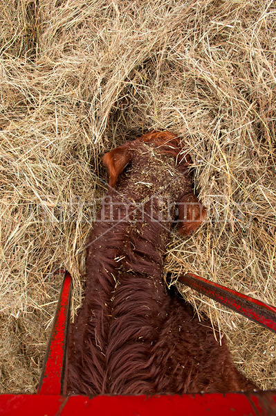 Beef cow eating hay out of feeder