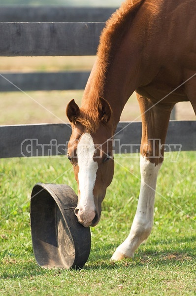 Quarter horse foal