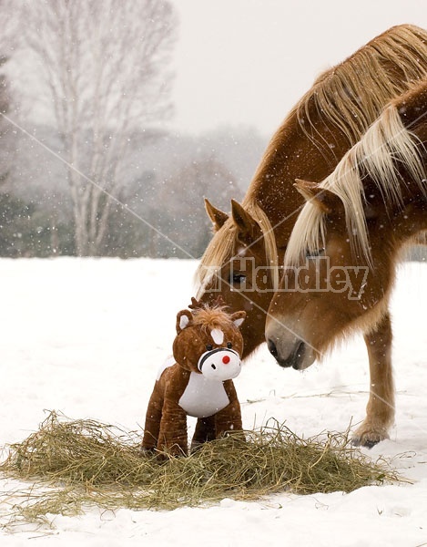 Belgian Draft horse sniffing stuffed pony