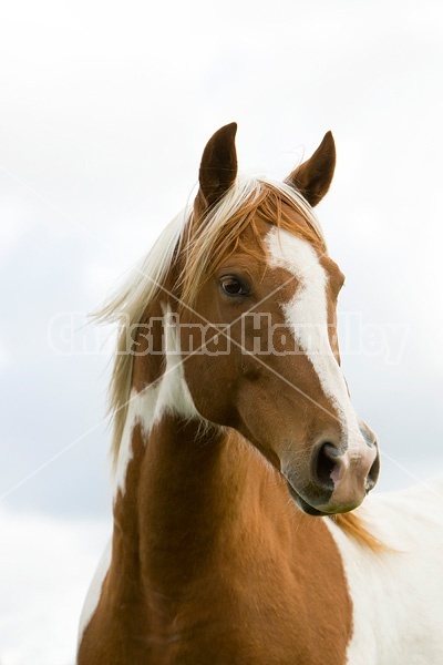 Paint horse portrait