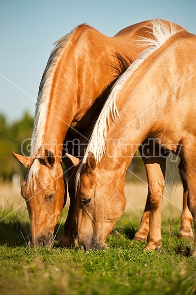 Palomino Quarter Horse