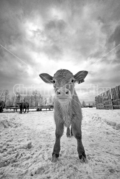 Young Beef Calf