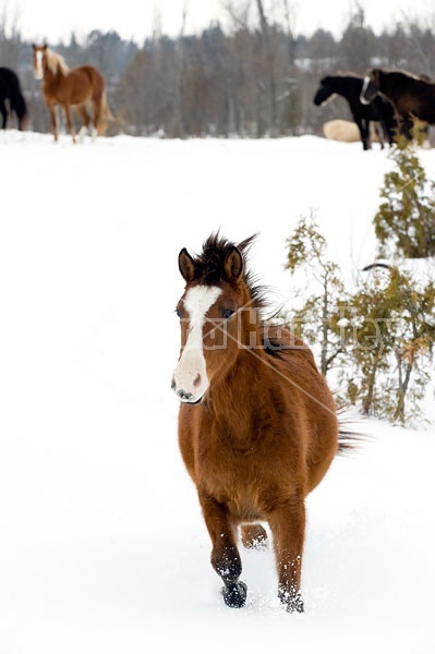 Young Bay Rocky Mountain Horse