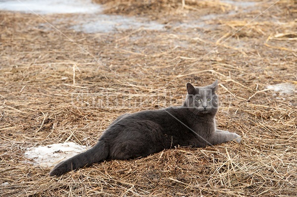 Gray cat 