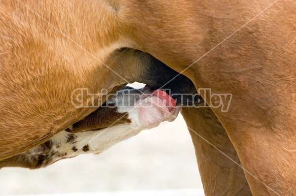 Nursing Foal