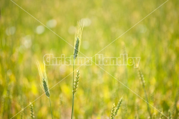 Field of wheat