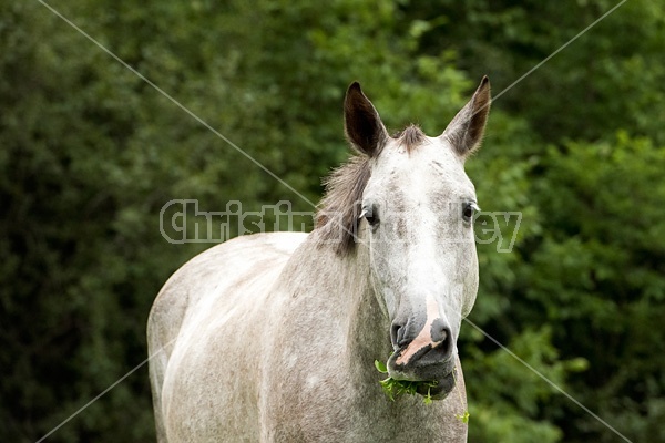 Portrait of gray horse eating clover