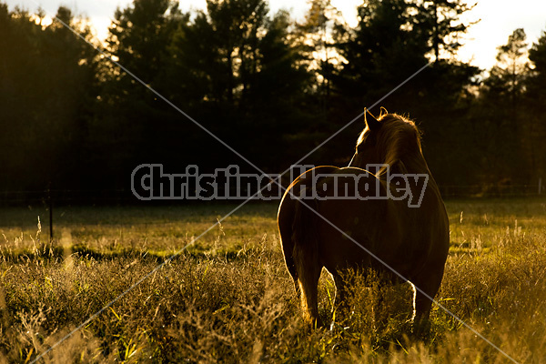 Belgian draft horse in pasture at sunset