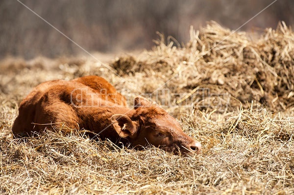 Beef Calf