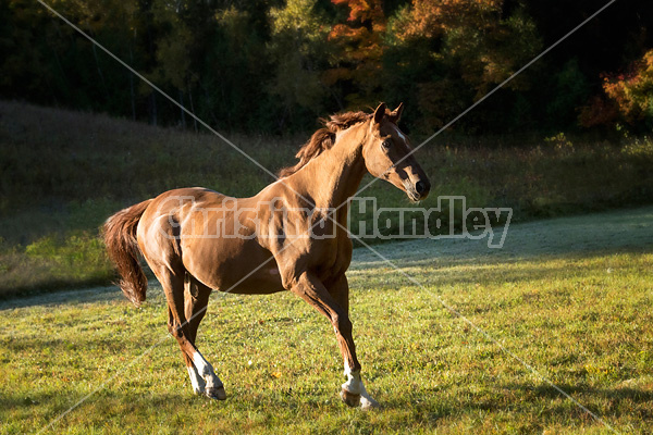 Chestnut Thoroughbred horse galloping in paddock