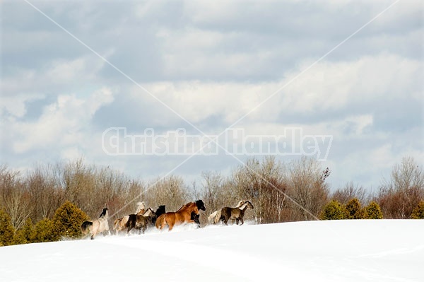 Herd of Rocky Mountain Horses Galloping in Snow