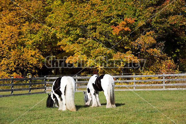 Gypsy Vanner horse