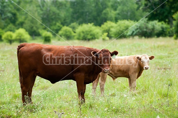 Beef Cow and Calf