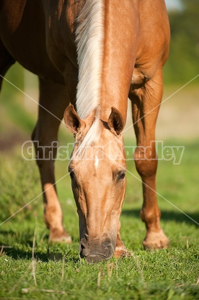 Palomino Quarter Horse