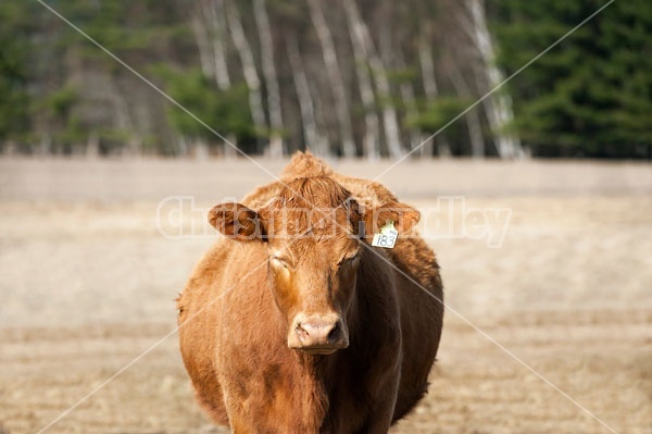 Beef Cow