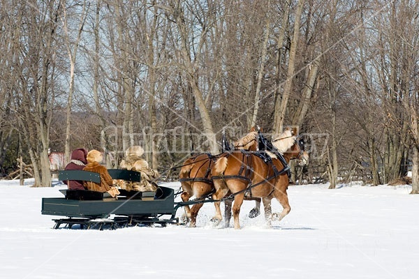 Horse drawn sleigh ride