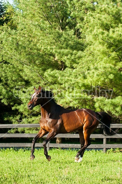 Thoroughbred gelding running around field