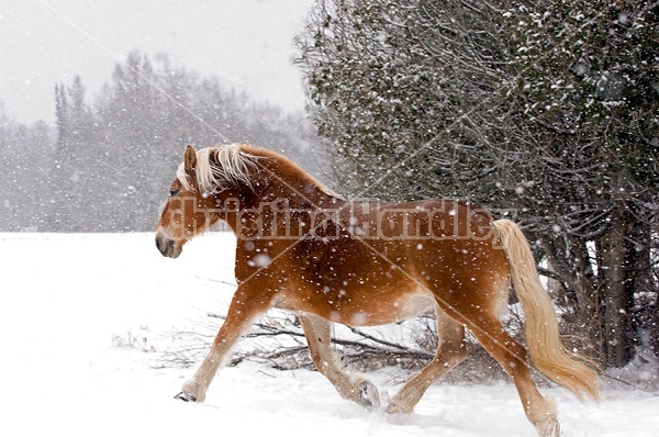 Belgian draft horse galloping in the snow.