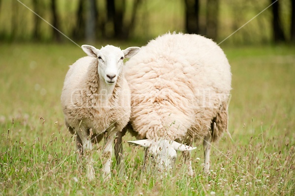 Sheep on summer pasture.