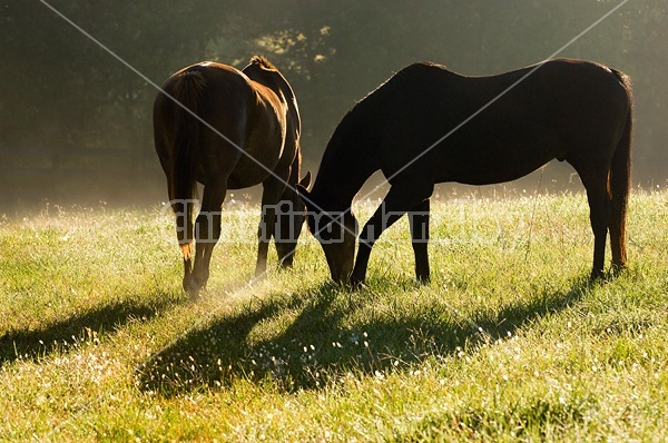 Two horses grazing on autumn pasture