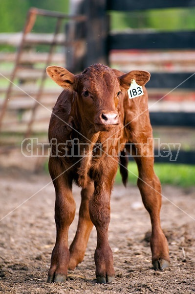 Baby Beef Calf